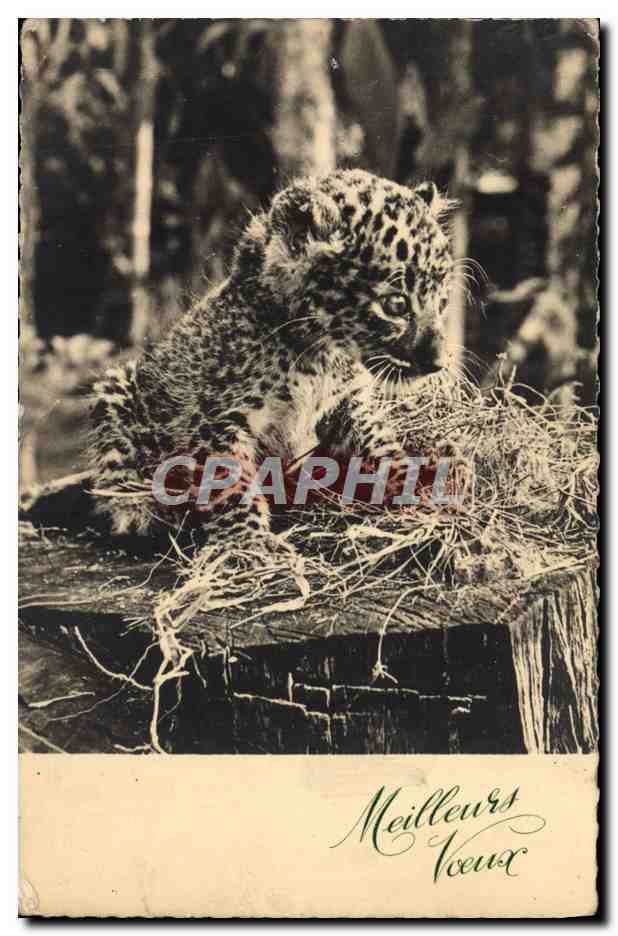 CPA Felin Lion Lionceau