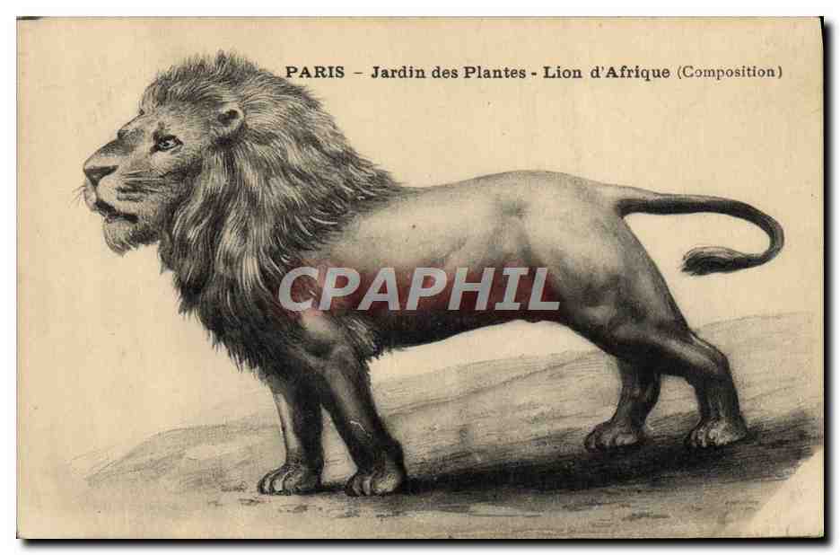 CPA Felin Paris Jardin des plantes Lion d'Afrique 