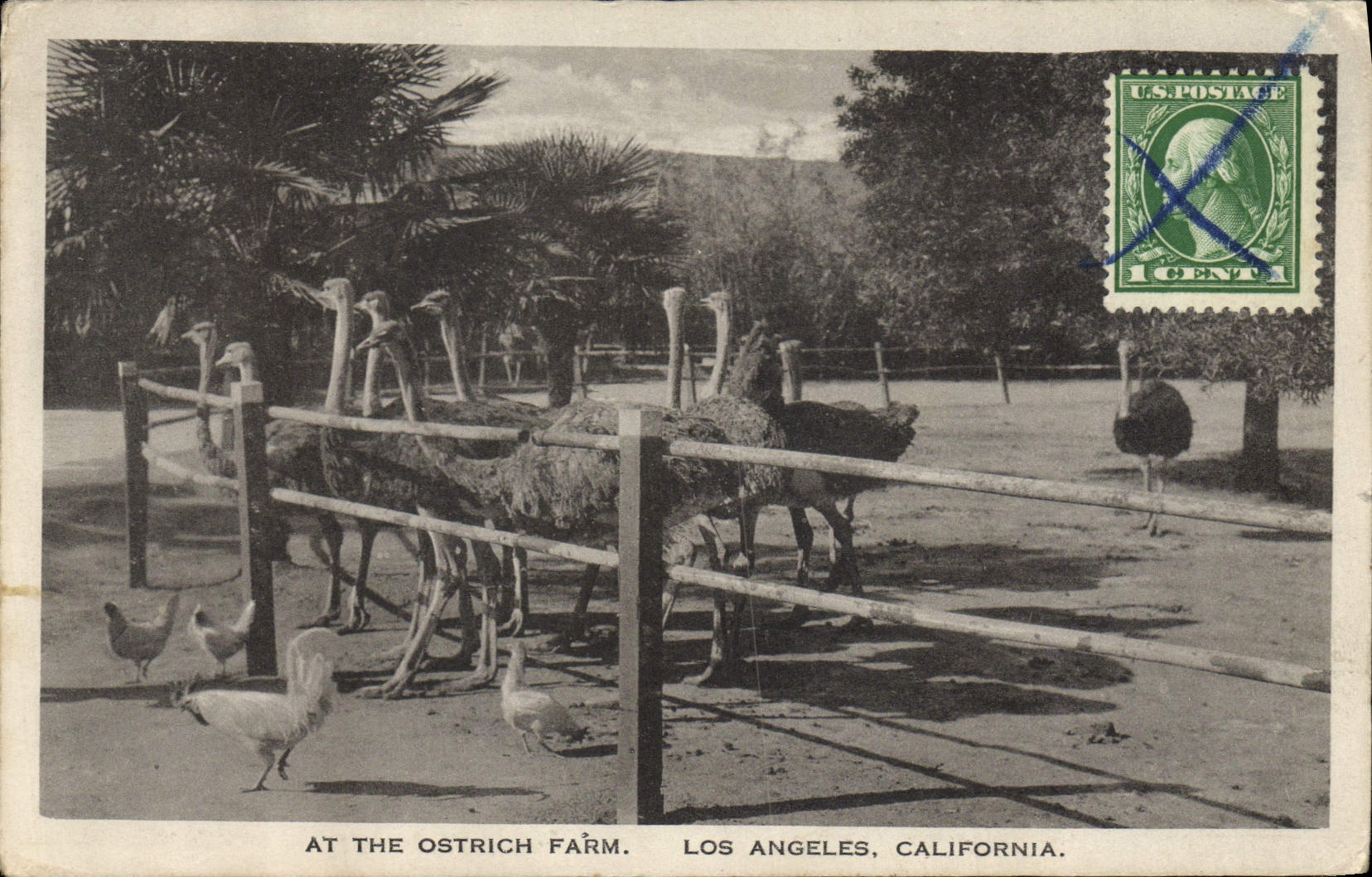 At the Ostrich Farm — Los Angeles, California — Theo. Sohmer & Co.