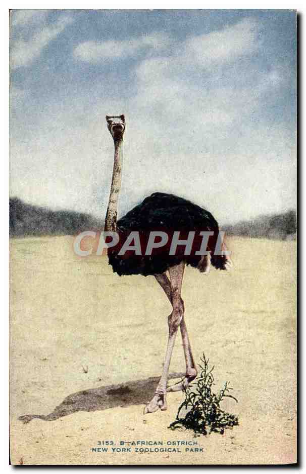 Ostrich — African Ostrich — New York Zoological Park, série 3153