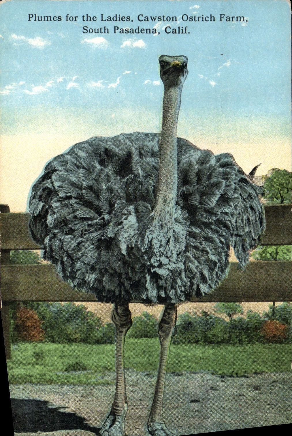 Ostrich — Plumes for the Ladies, Cawston Ostrich Farm, South Pasadena, Calif.