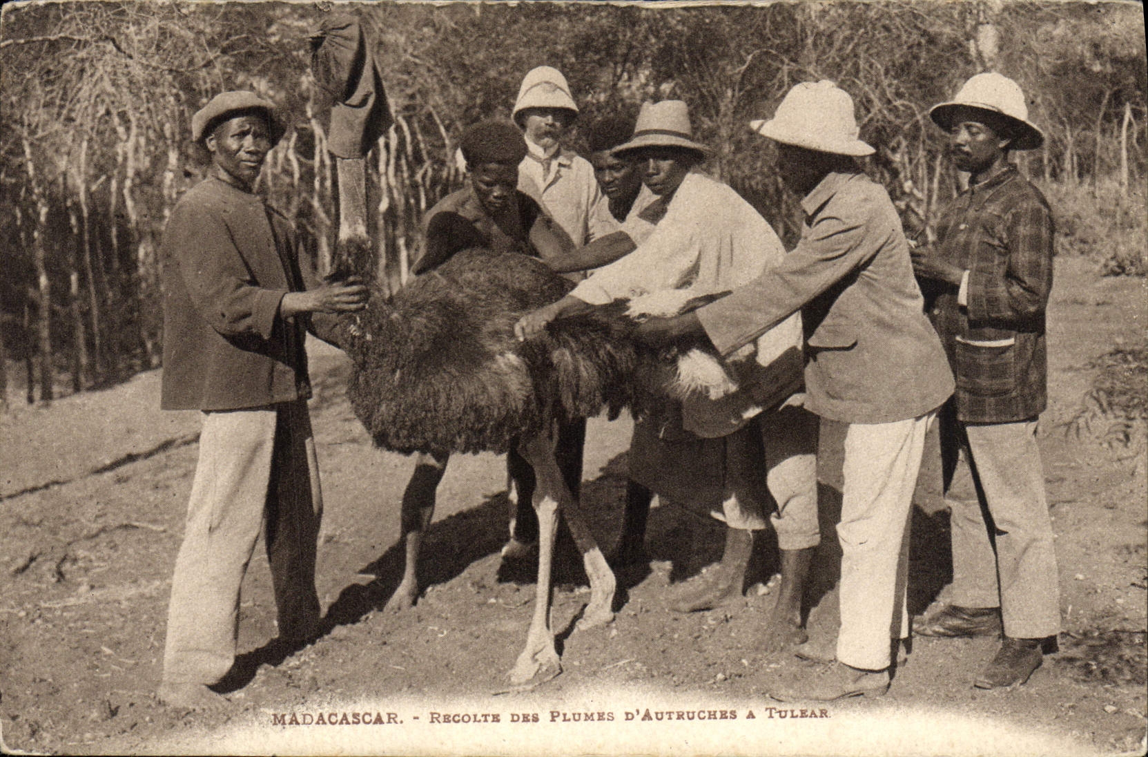 Madagascar — Recolte des Plumes d'Ostriches à Tulear