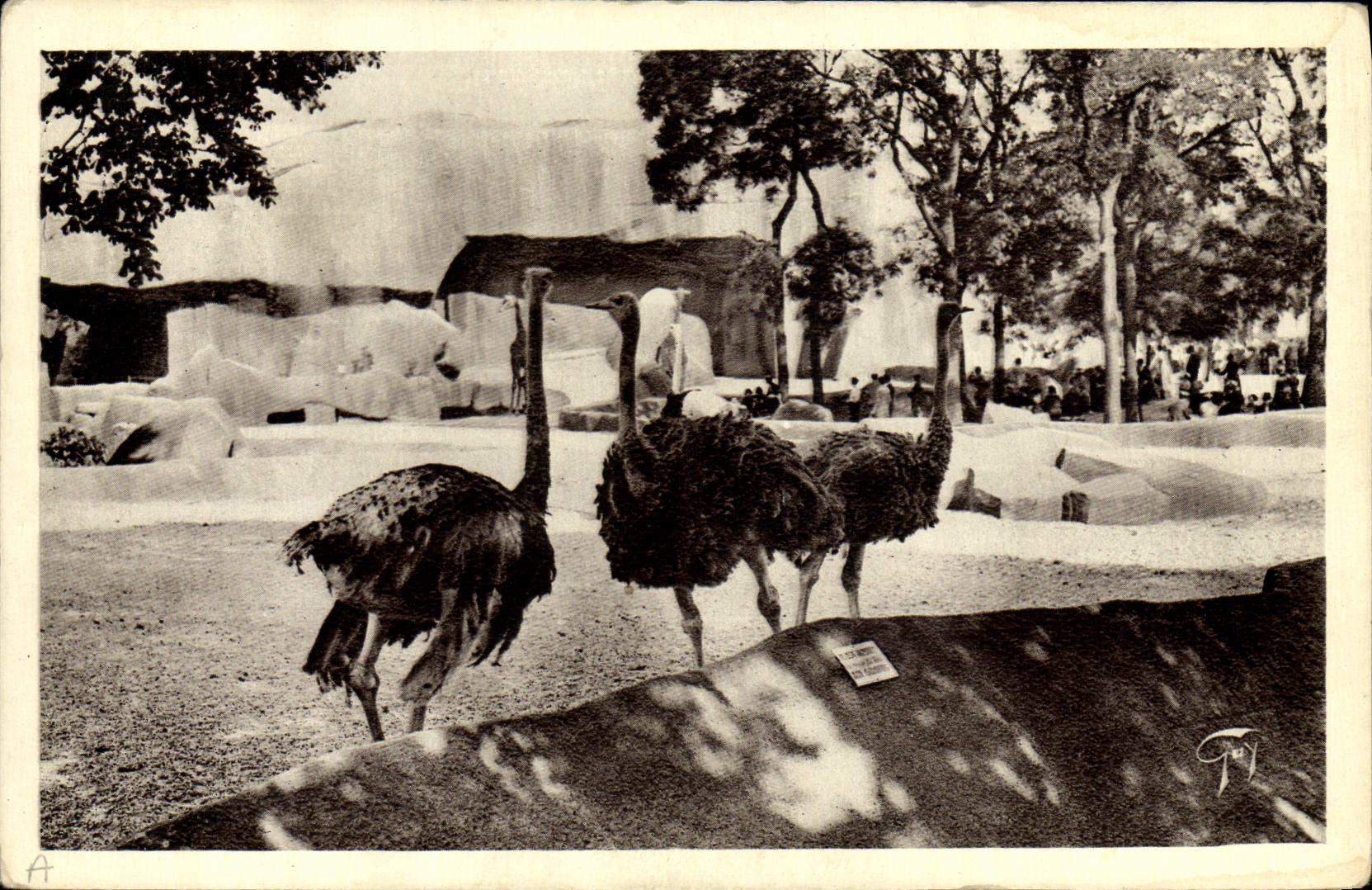 Paris - Jardin Zoologique de Vincennes — Les Autruches