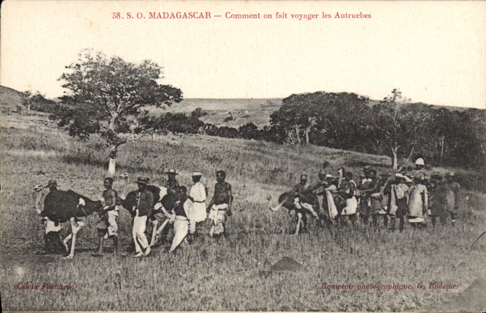 Madagascar — Comment on fait voyager les Autruches — Comptoir photographique G. Bodemer