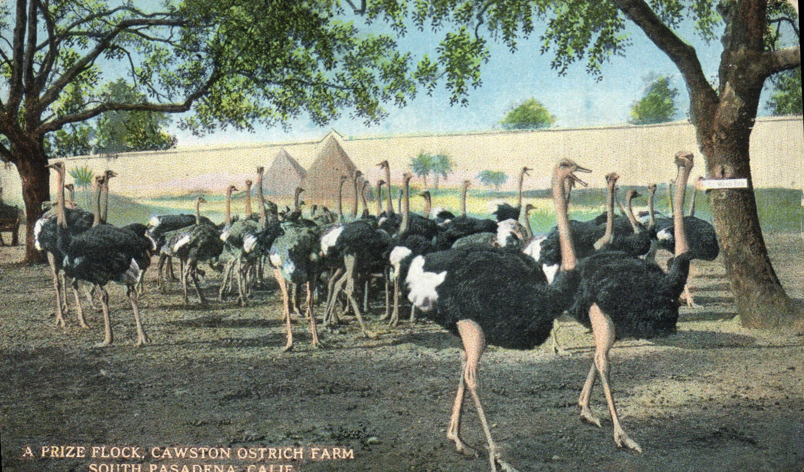 Un groupe d'autruches — Cawston Ostrich Farm, South Pasadena, Californie — éditeur A-81429
