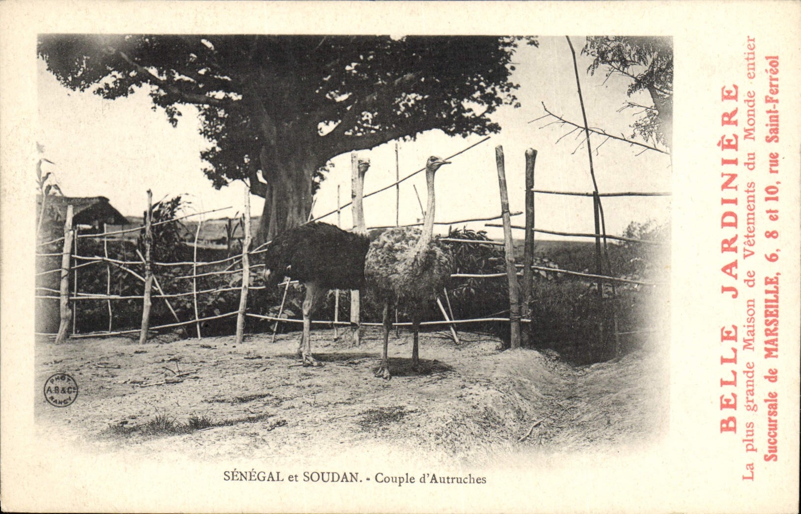 SÉNÉGAL et SOUDAN - Couple d'Autruches — Belle Jardinière, Marseille