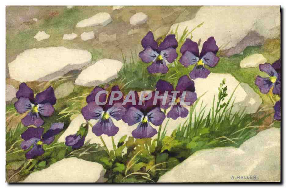 CPA Fantaisie Illustrateur Fleurs Viola Calcarata Haller