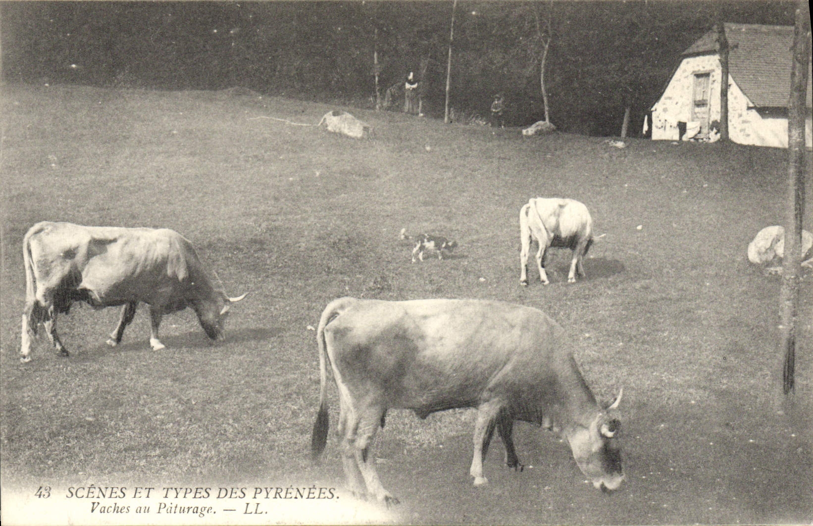 CPA Folklore Pyrenees Vaches au paturage 