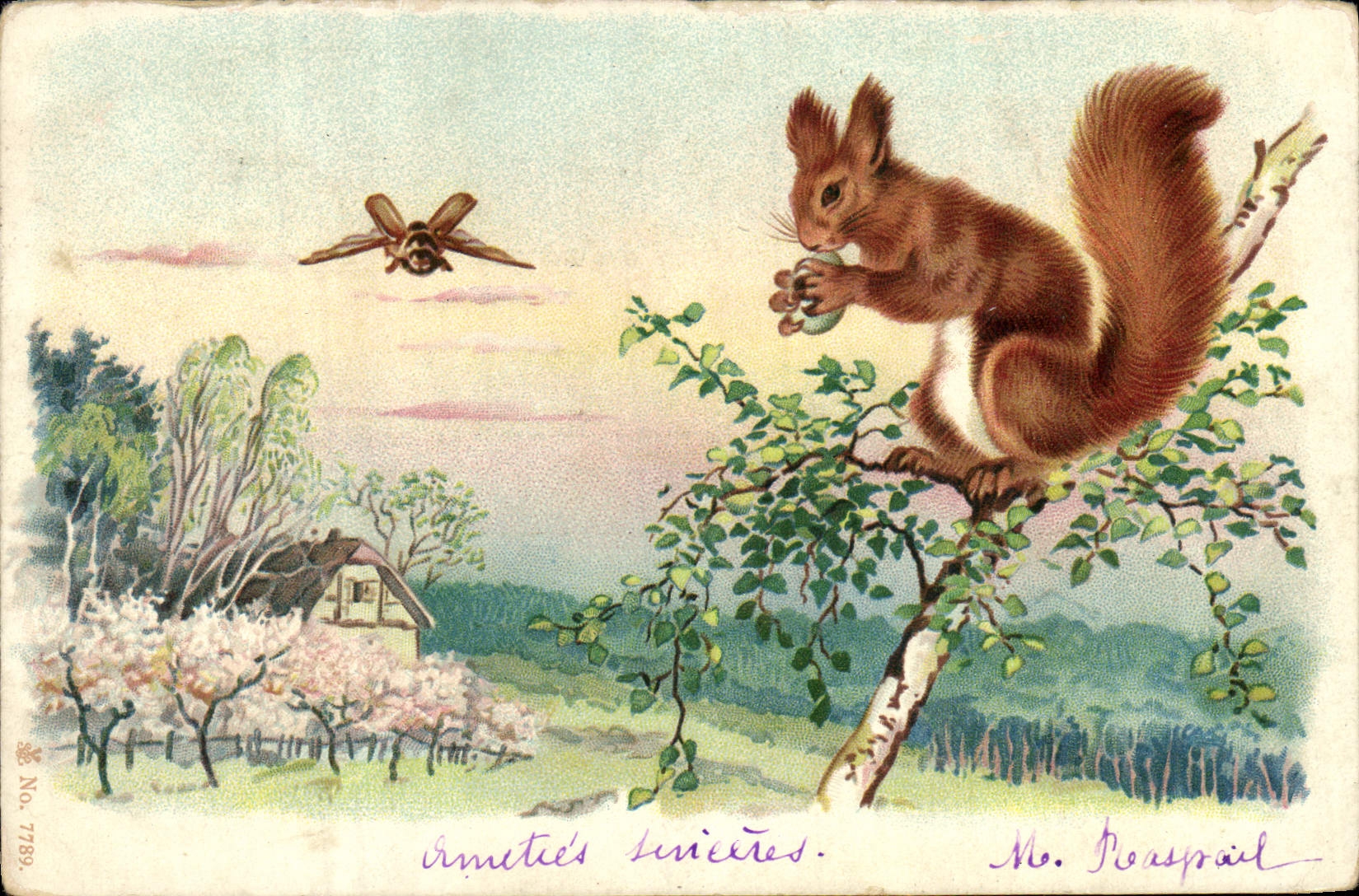 CPA Insecte Ecureuil 