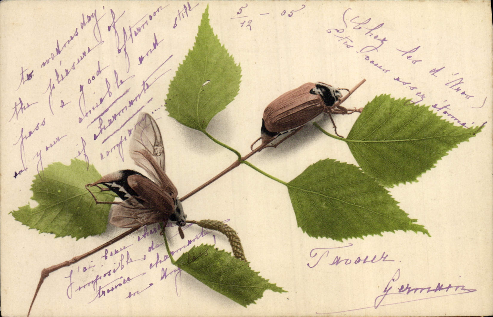 CPA Insectes 