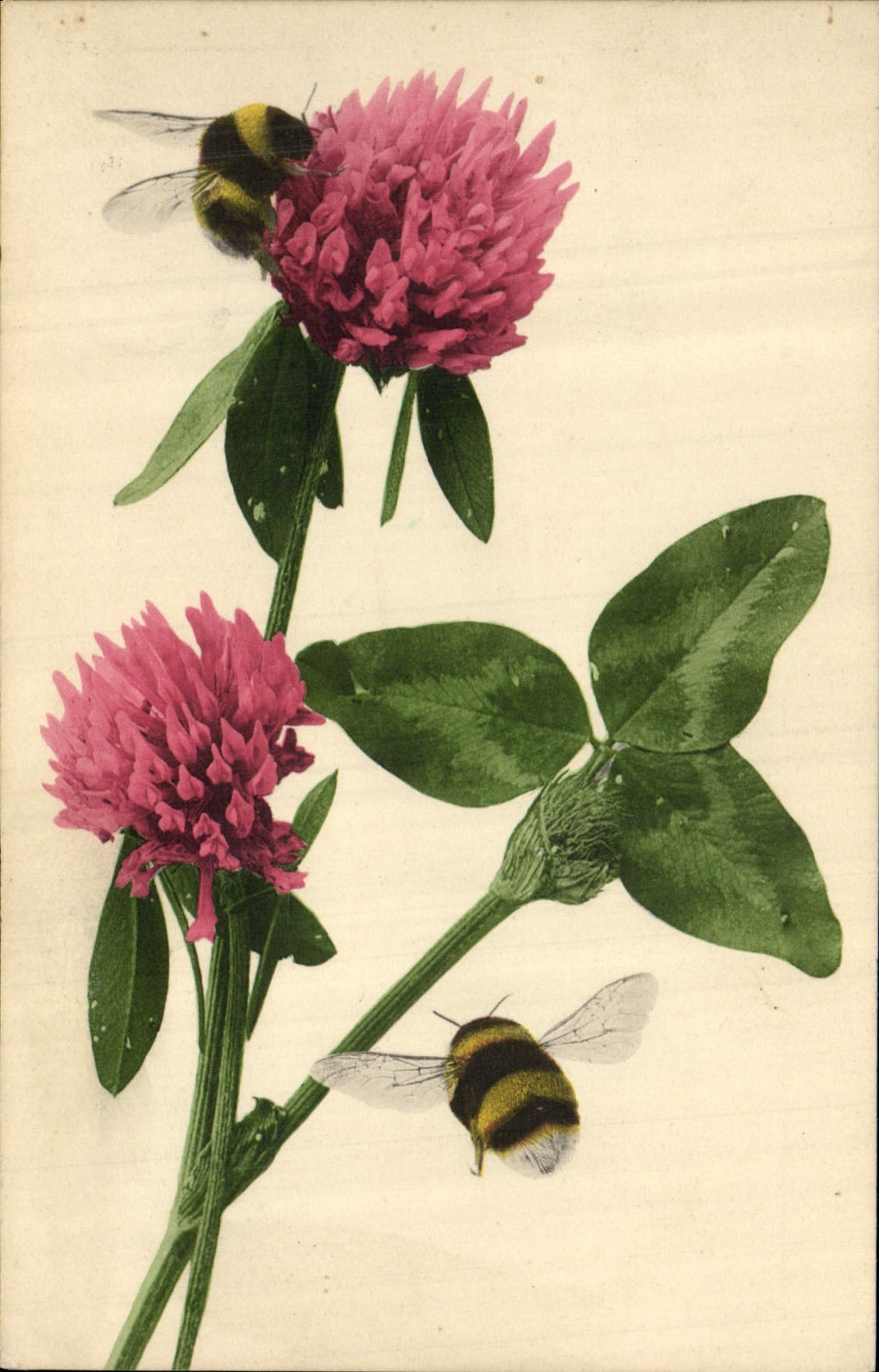 CPA Insecte Bourdon Fleurs 