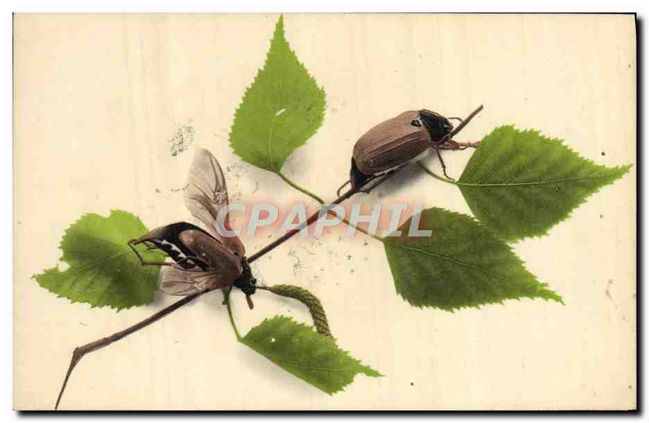 CPA Insectes 