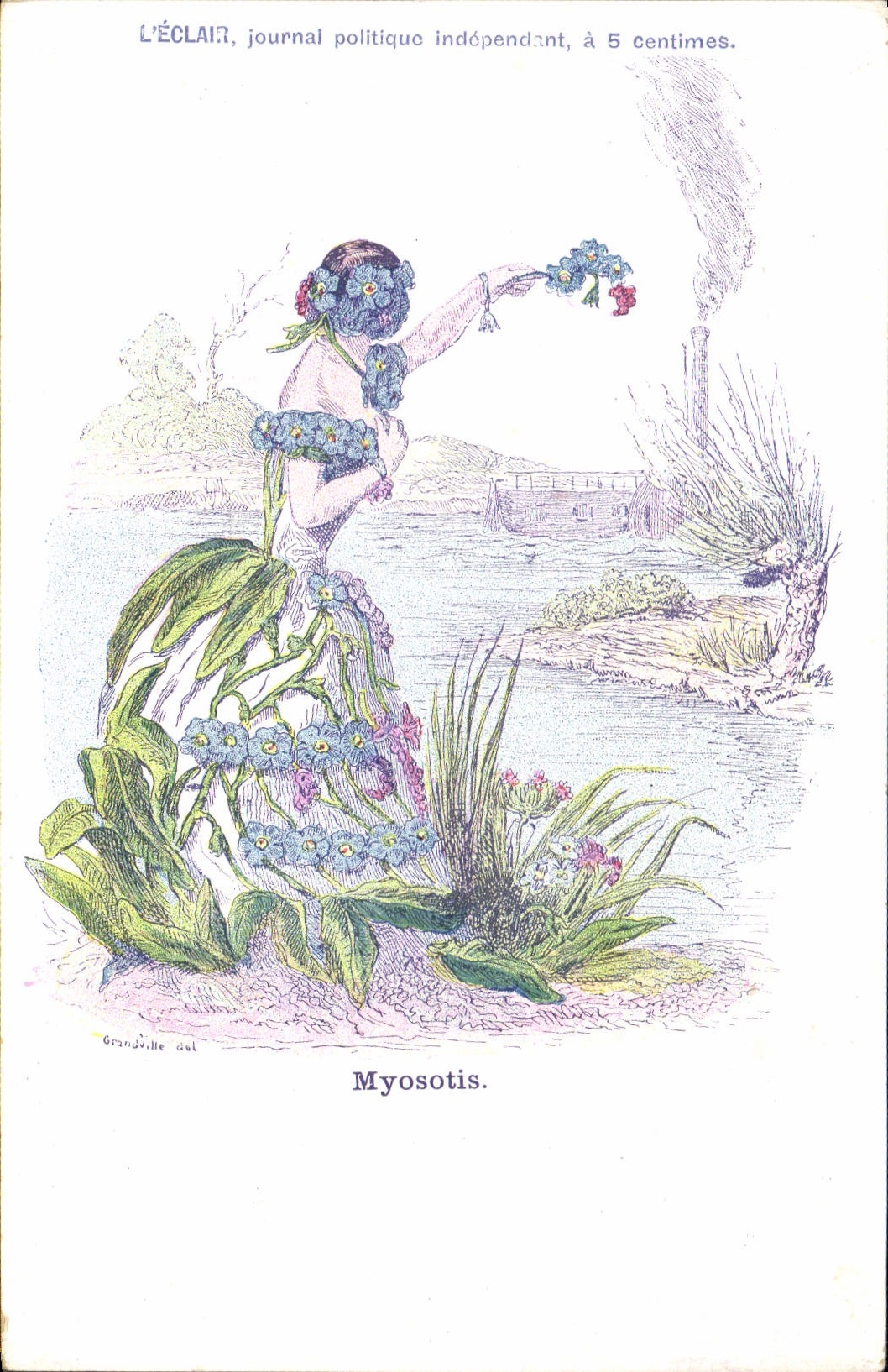 Myosotis — illustration botanique — L'ÉCLAIR, journal politique indépendant, à 5 centimes, Grandville del