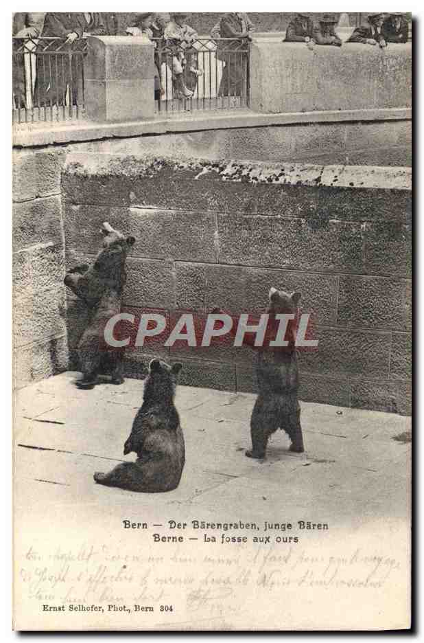 CPA Ours Berne la fosse aux ours 