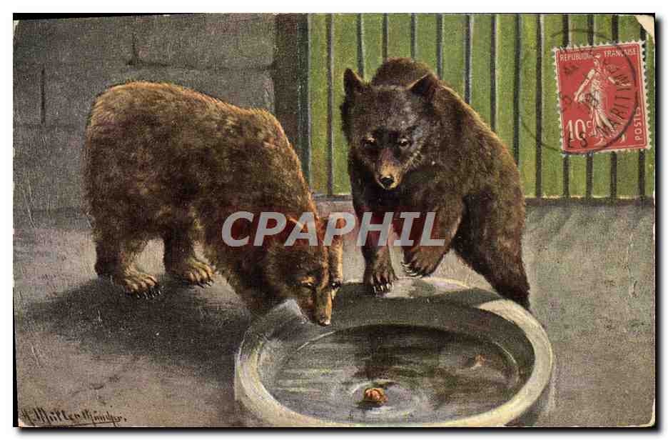 CPA Les ours bruns 