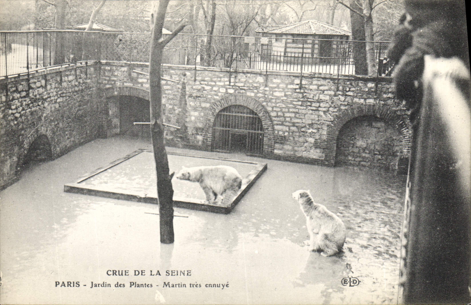 CPA Paris Crue de la Seine Jardin des Plantes Martin tres ennuye 