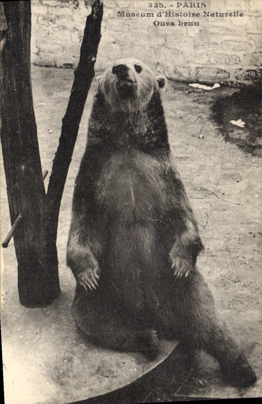 CPA Paris Museum d'histoire naturelle Ours brun 