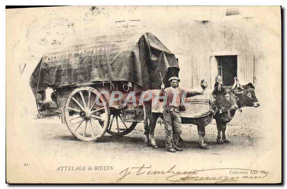 CPA Attelage de boeufs 