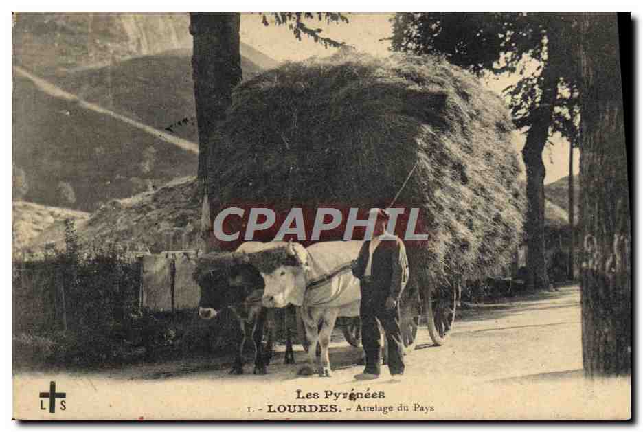 CPA Attelage du pays Lourdes Boeufs
