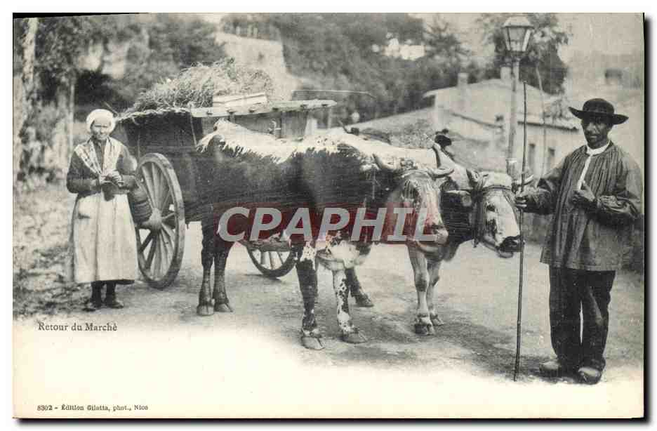 CPA Attelage Retour du marche Vaches