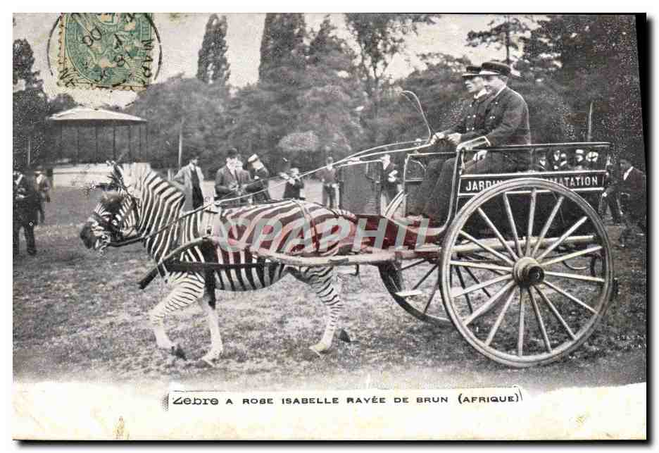 Zèbre Isabelle Rayée de Brun — Jardin d'Amatation — éditeur non visible