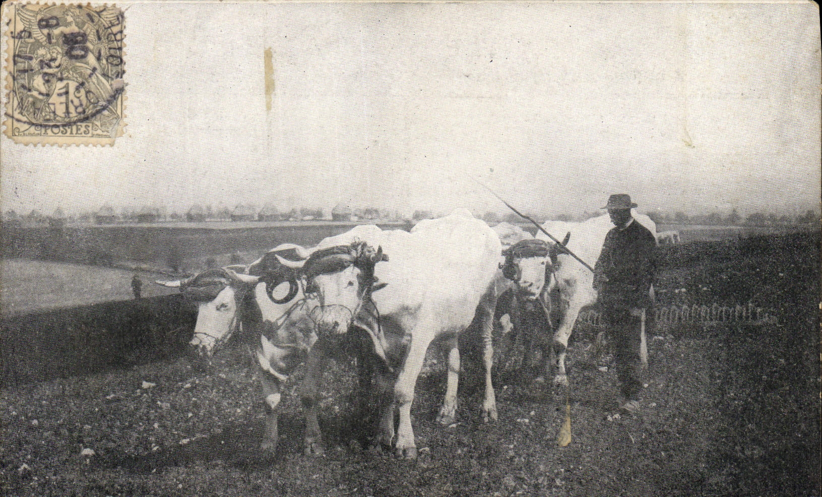 CPA Attelage En Auvergne Boeufs 