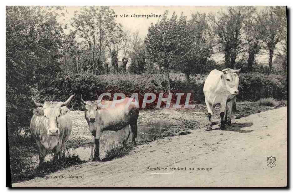 CPA Folklore La vie champetre Boeufs se rendant au pesage 