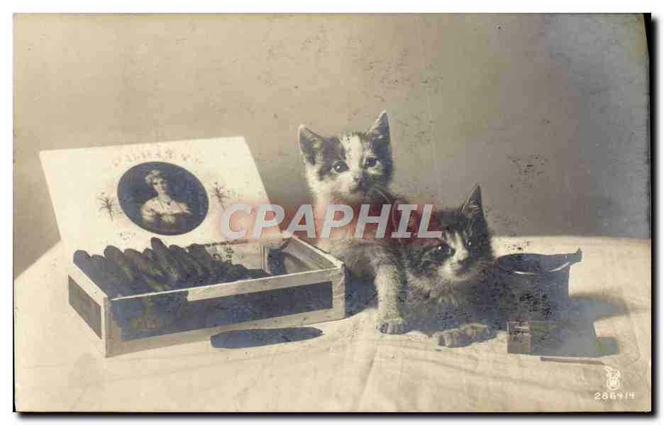 CPA Fantaisie Tabac Chat Chaton Cigare 