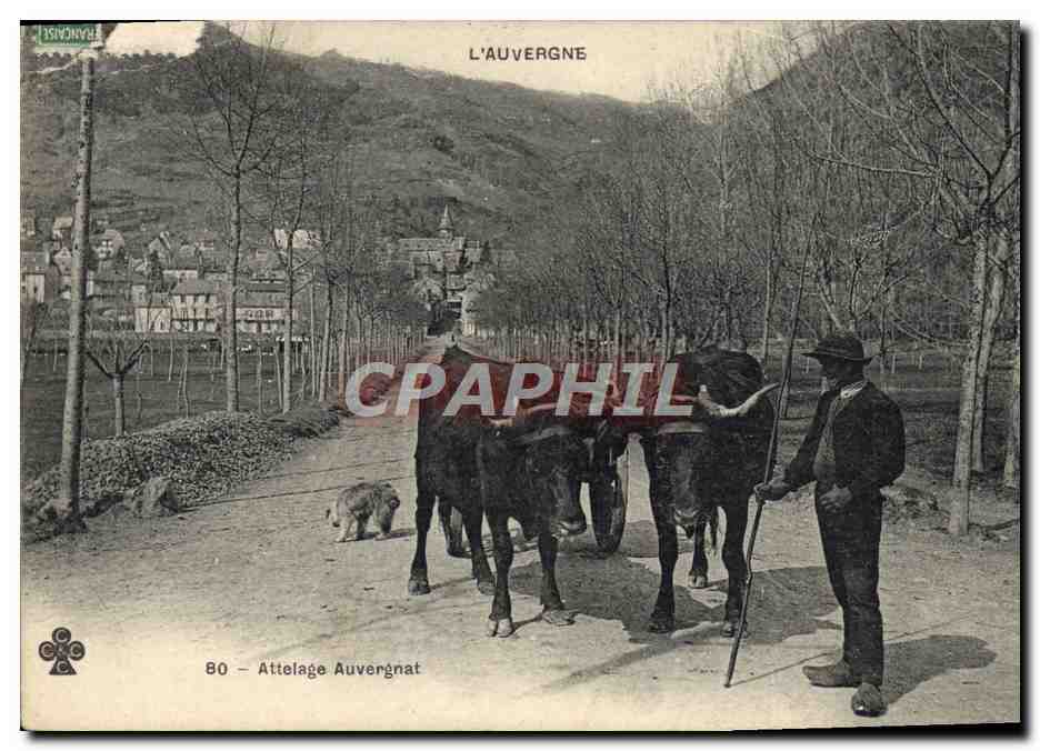 CPA Attelage Auvergnat Boeufs