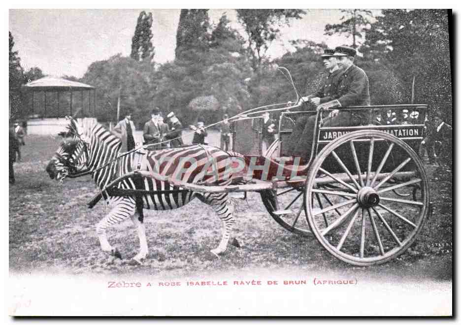 CPA Attelage Zebre a Robe Isabelle rayee de brun Afrique Jardin d'acclimatation Paris