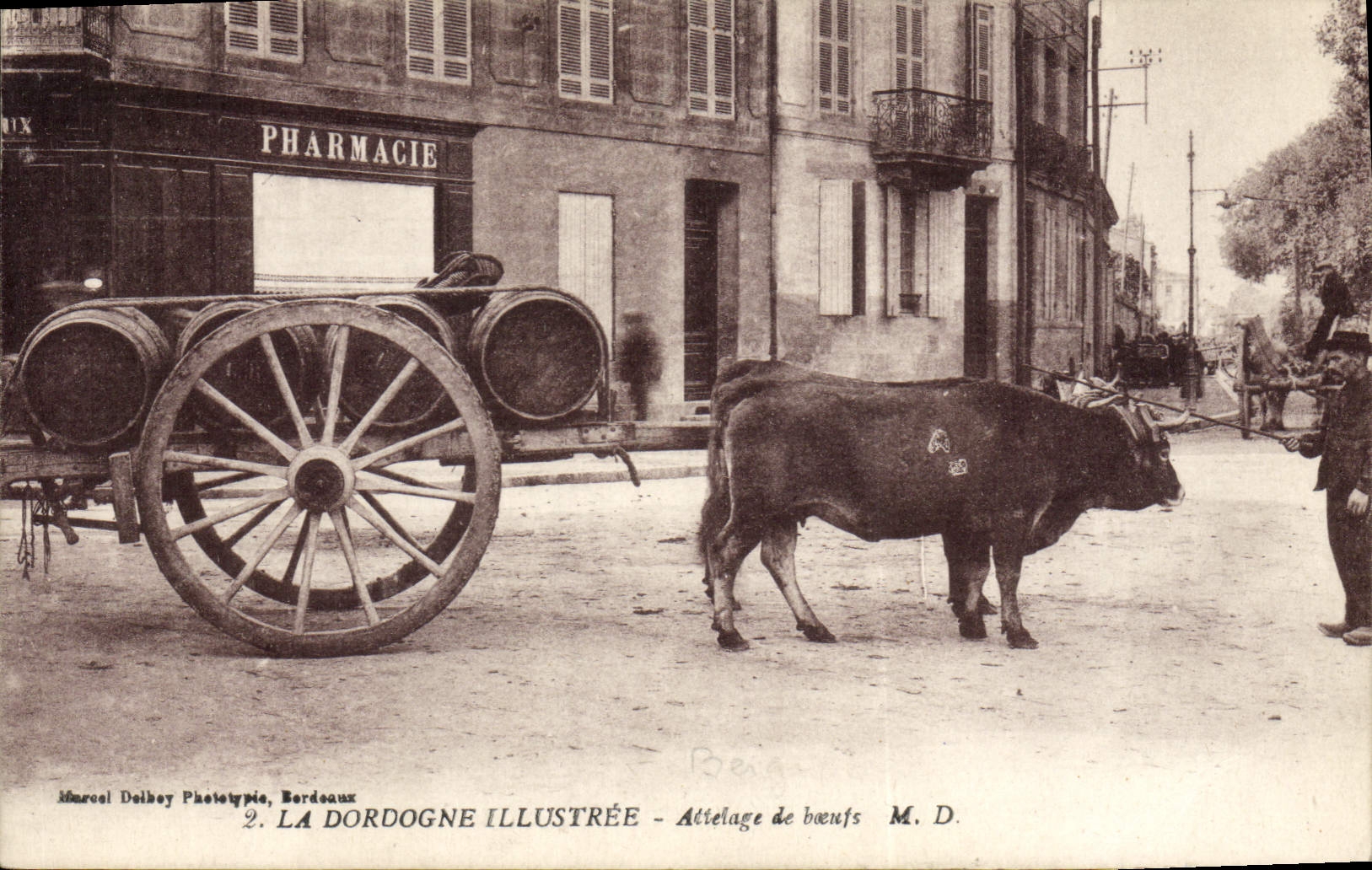 CPA Attelage de Boeufs Dordogne Pharmacie