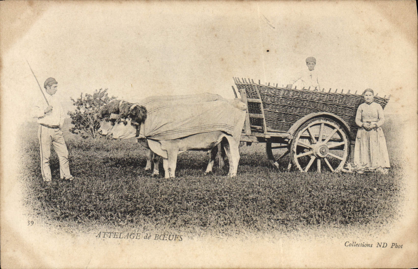 CPA Attelage de boeufs 