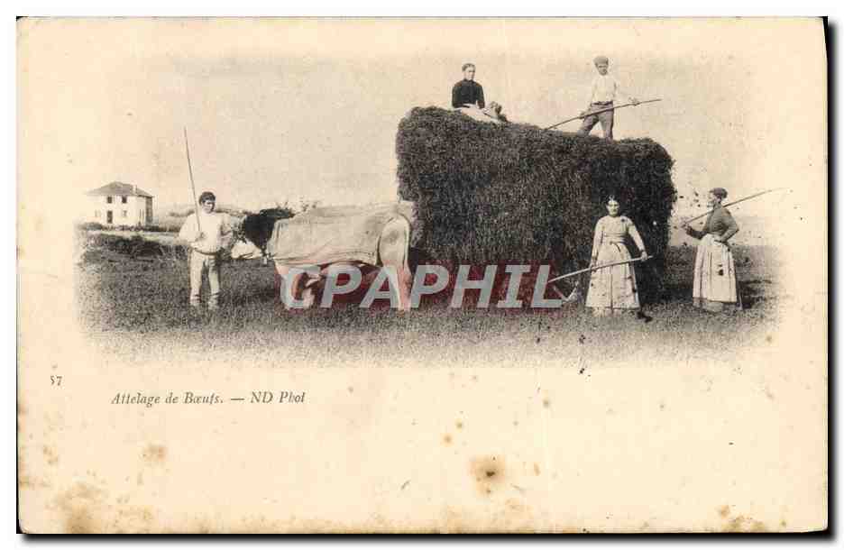 CPA Attelage de boeufs 
