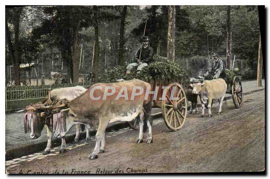 CPA Attelage Centre de la France Retour des champs Boeufs 