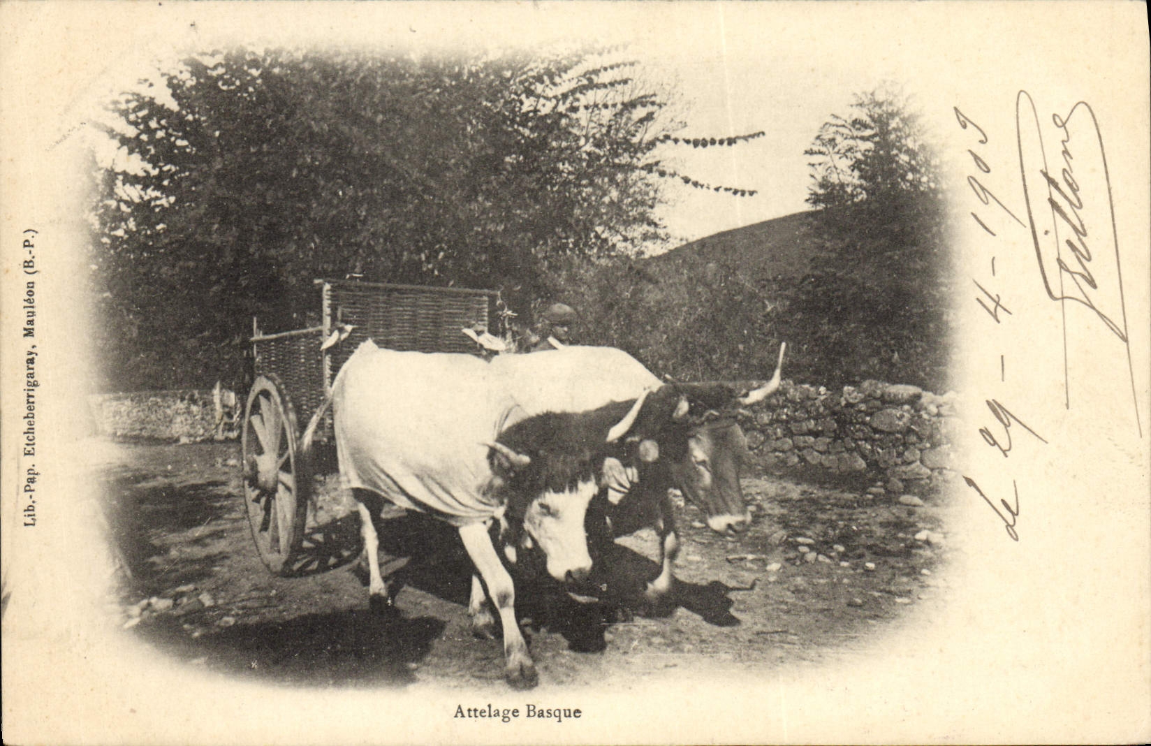 CPA Attelage basque Boeufs 