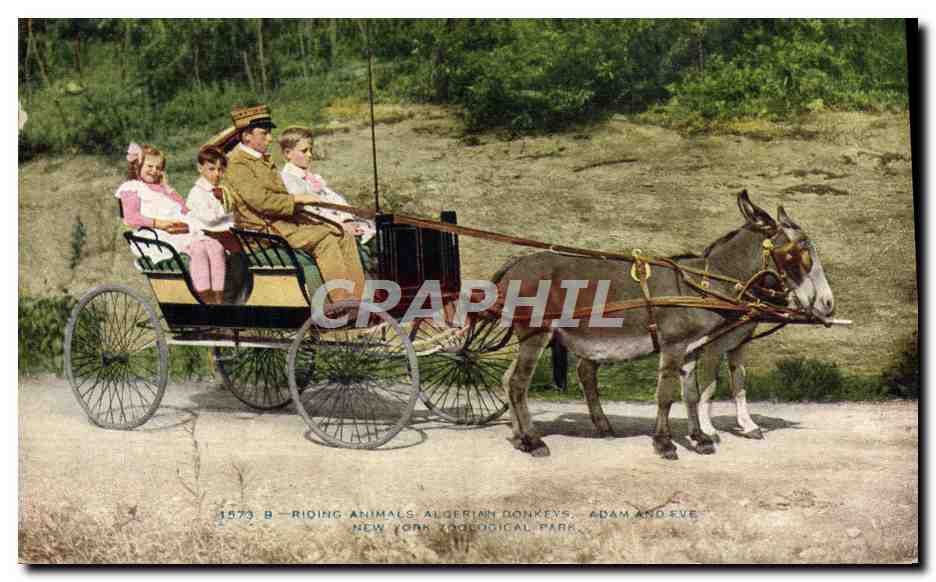 CPA Attelage Ane Mule Algerie New York Zoological Park