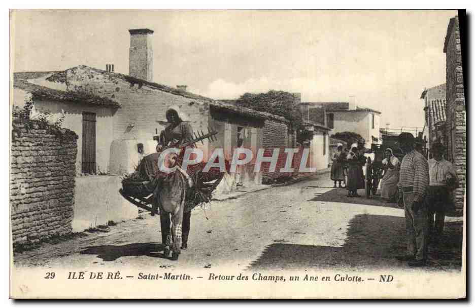 CPA Ane Mule Ile de Re Saint Martin Retour des champs un ane en culotte 