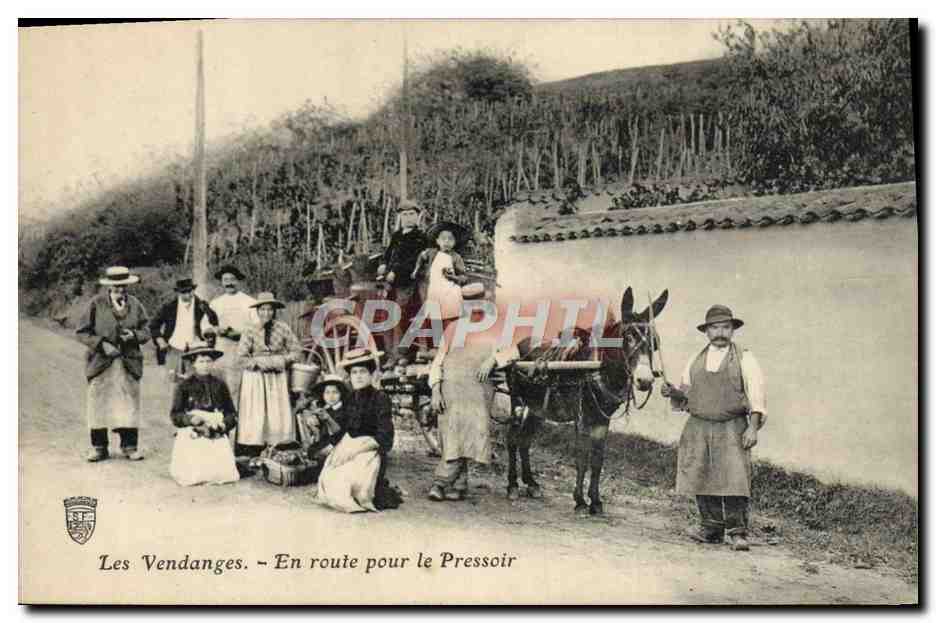 CPA Ane Mule Les vendanges En route pour le pressoir TOP
