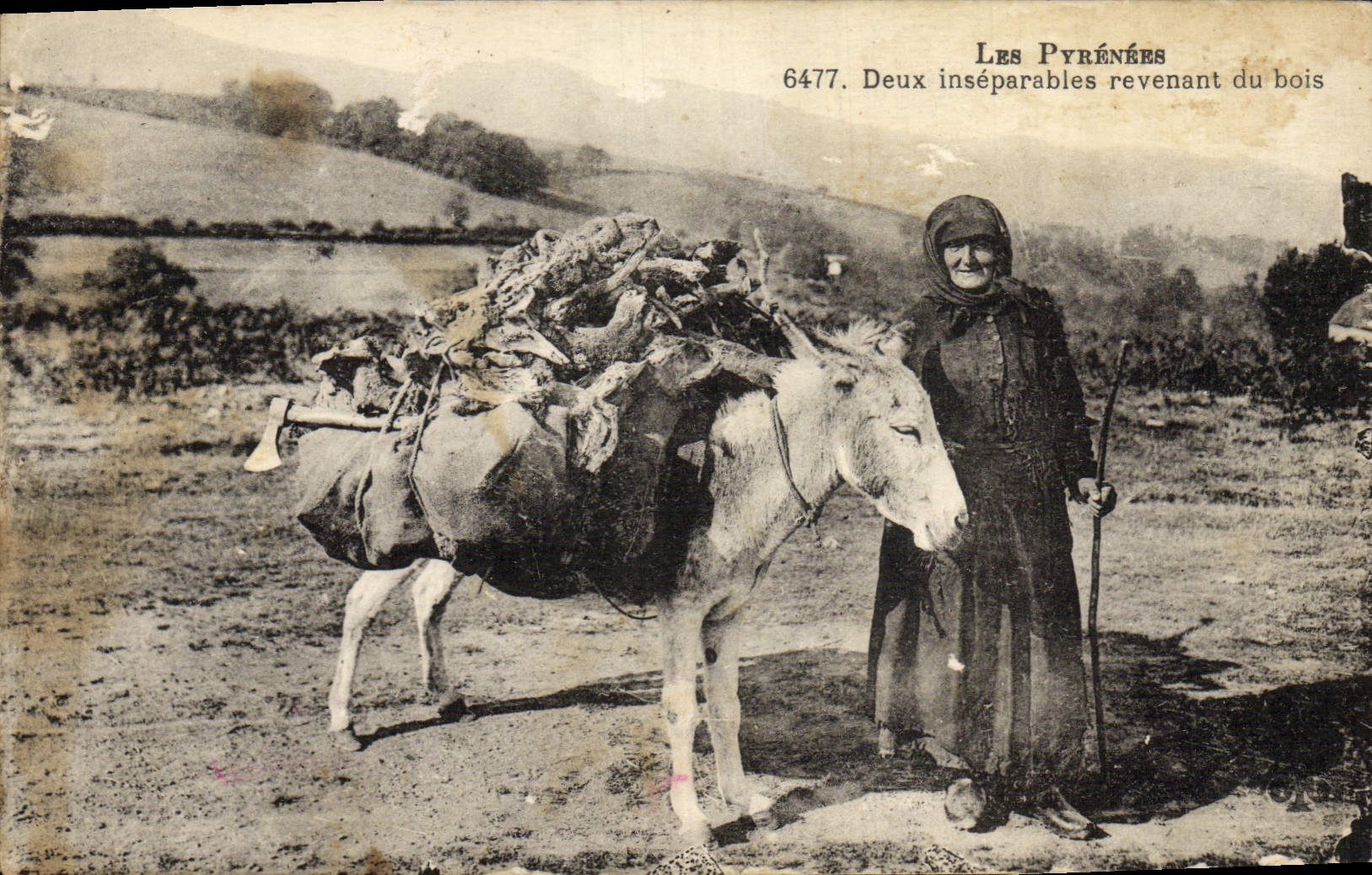 CPA Ane Mule Pyrenees Deux inseparables revenant du bois 