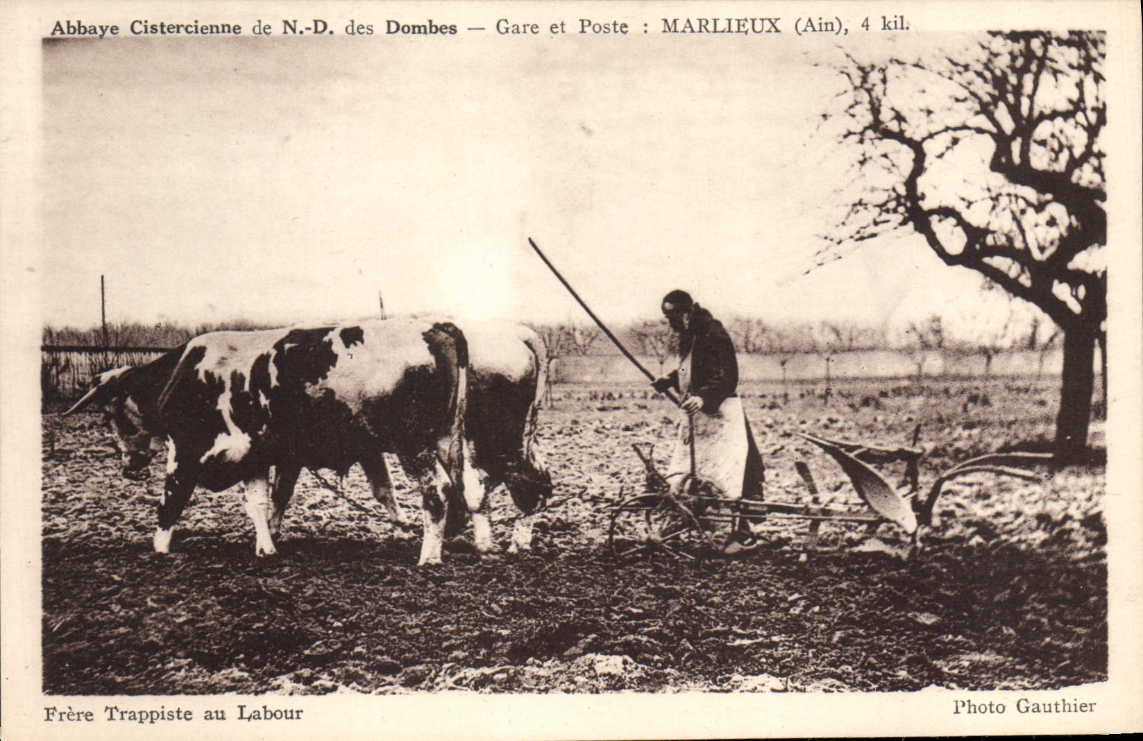 CPA Attelage Abbaye cistercienne de ND des Dombes Marlieux Frere trappiste au labour
