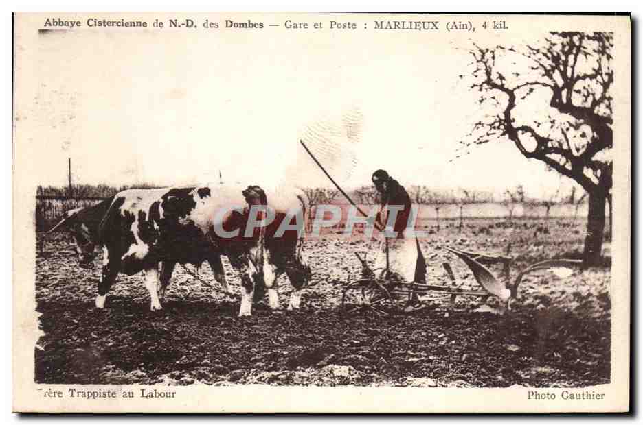 CPA Attelage Abbaye cistercienne de ND des Dombes Marlieux Frere trappiste au labour