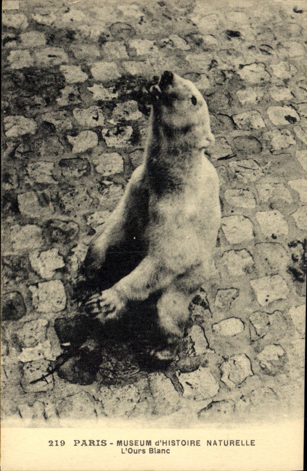 CPA Ours Paris Museum d'histoire naturelle L'ours blanc