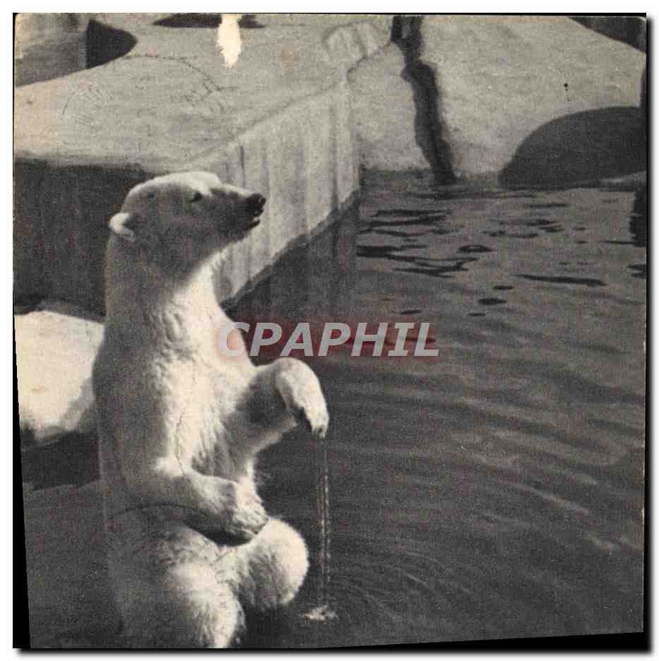 CPA Ours Parx zoologique du Bois de Vincennes Paris 