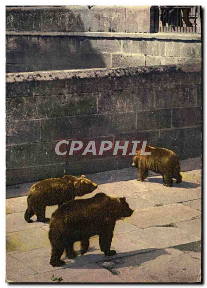 CPA Ours Berne La fosse aux ours 