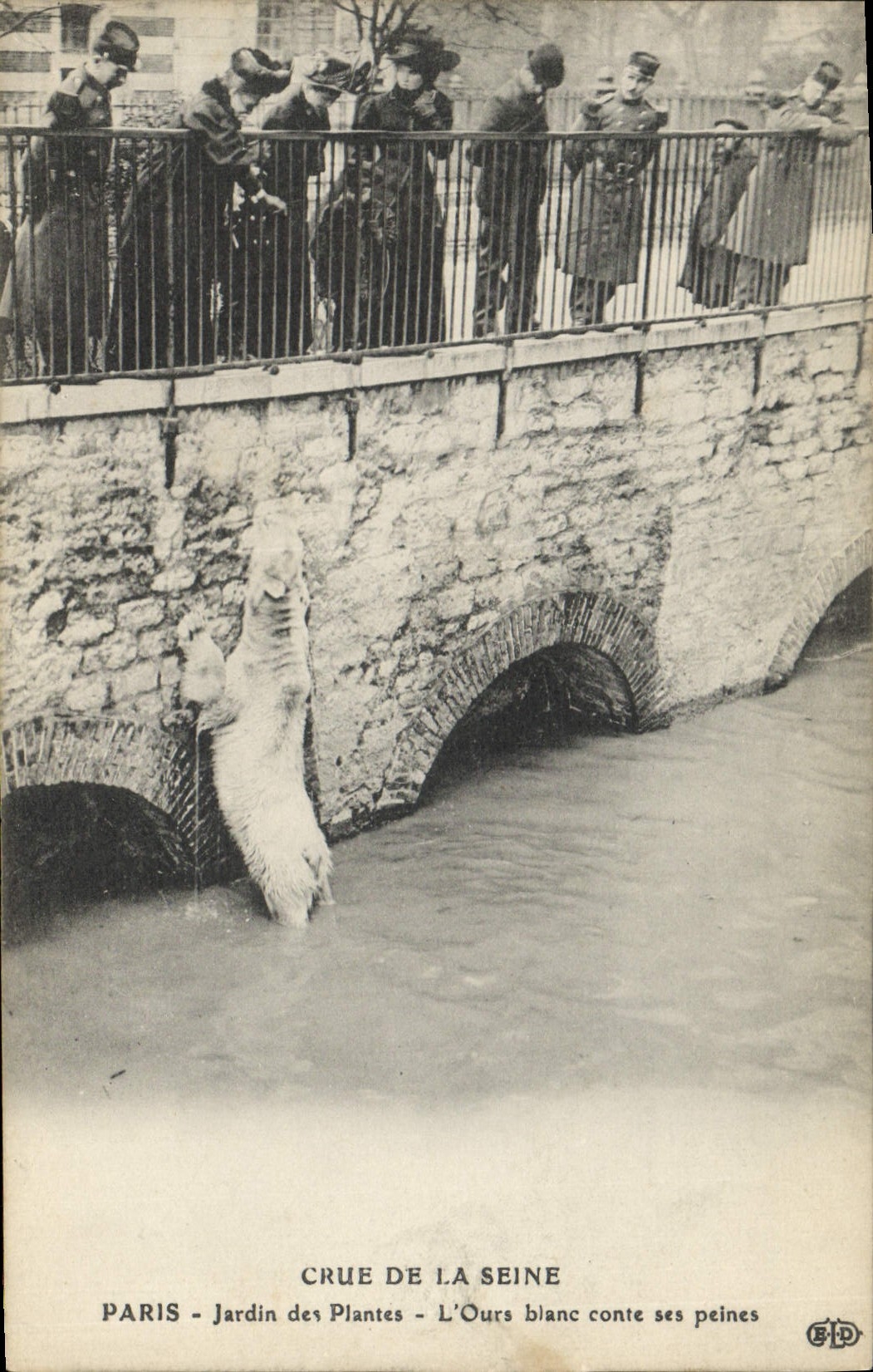 CPA Ours Crue de la Seine Janvier 1910 Paris Jardin des plantes L'ours blanc 