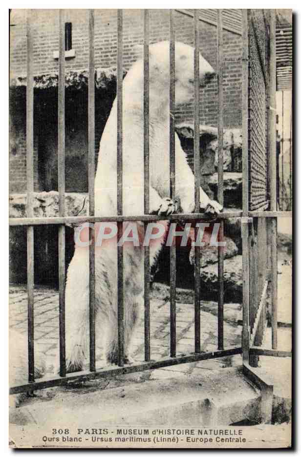 Ours blanc - Ursus maritimus (Linné) - Europe Centrale — Paris, Museum d'Histoire Naturelle, n° 308