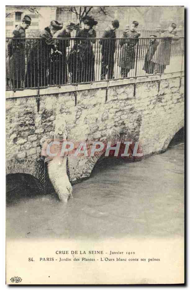 CPA Ours Crue de la Seine Janvier 1910 Paris Jardin des plantes L'ours blanc conte ses peines