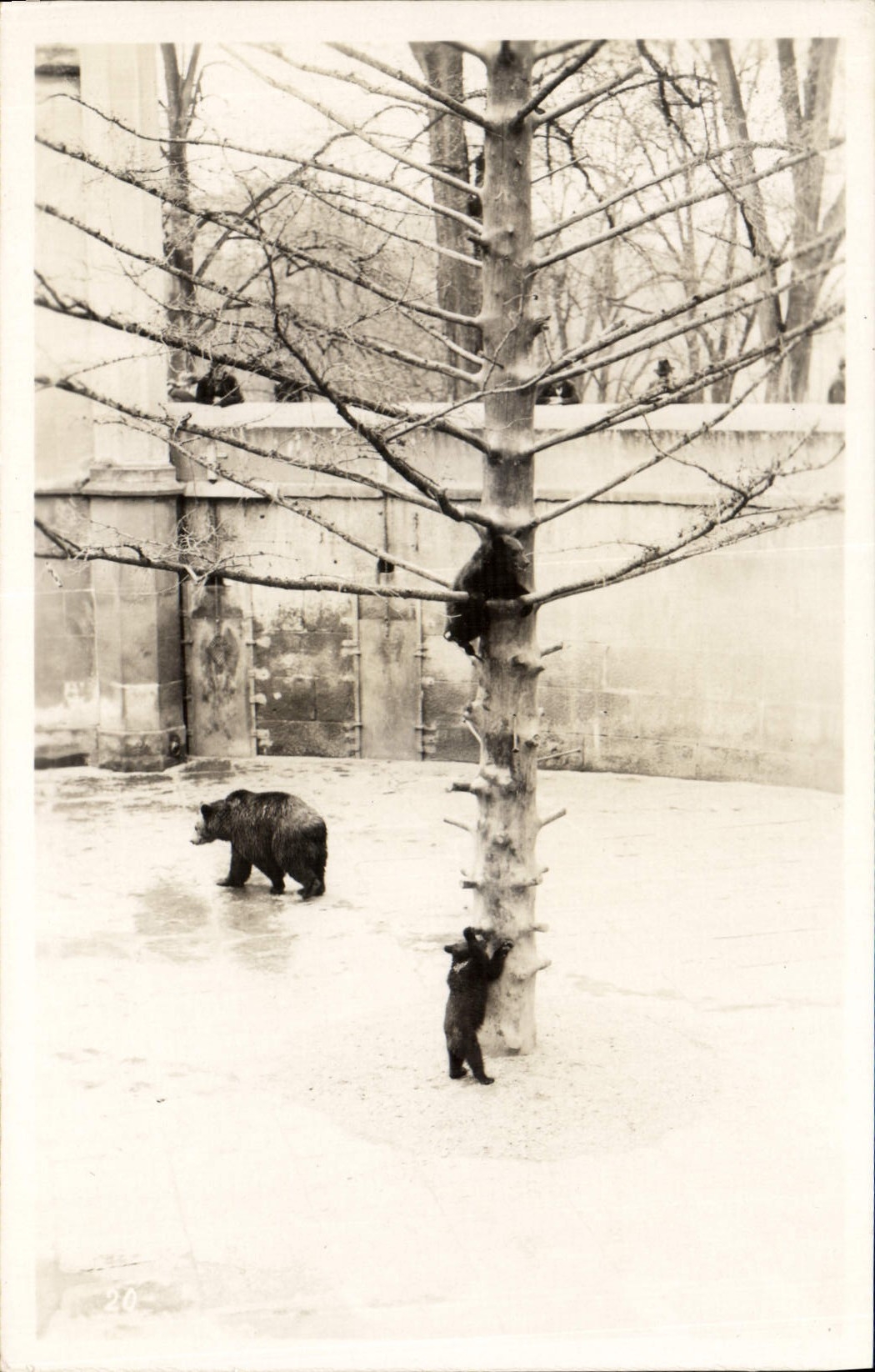 Deux ours dans un enclos — ours adulte et ourson jouant près d'un arbre — éditeur inconnu, n° 20 - Anverso