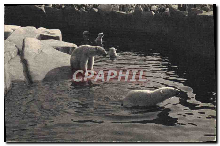 CPA Ours blanc Parc zoologique Bois de Vincennes Paris 