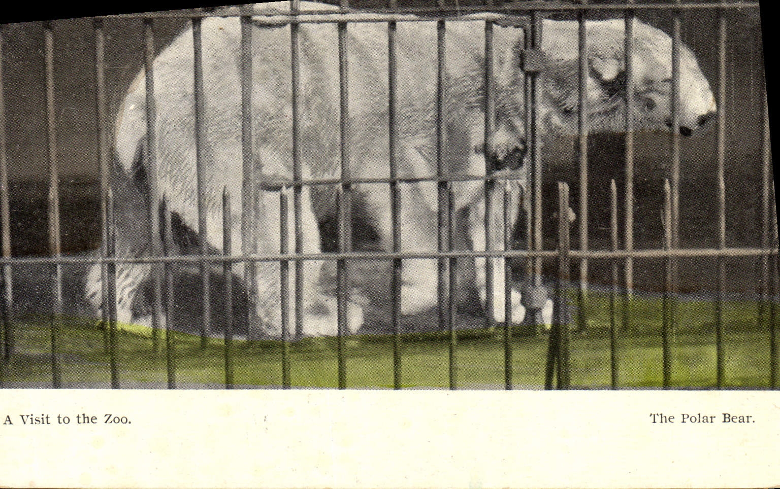 CPA Ours blanc Polaire Zoo